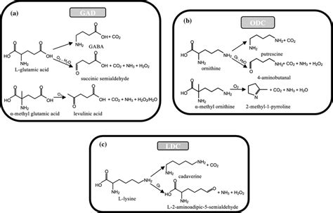 Reactions of PLP α-decarboxylases. a GAD with l-glutamic acid and ...