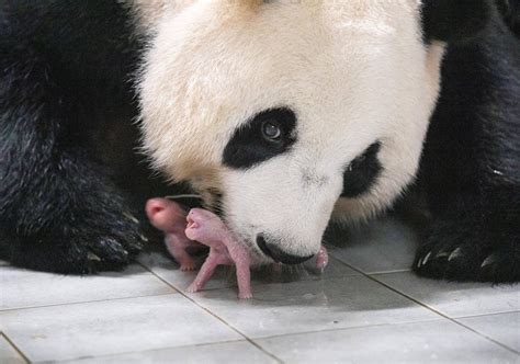 South Korean zoo welcomes giant panda twins | Reuters