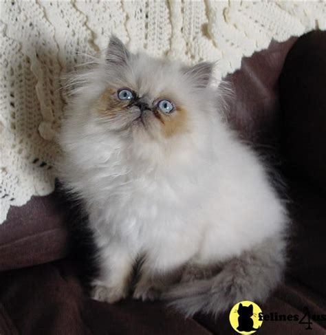 Himalayan Kitten for Sale: Registered Himalayan Kittens 14 Yrs and 7 ...