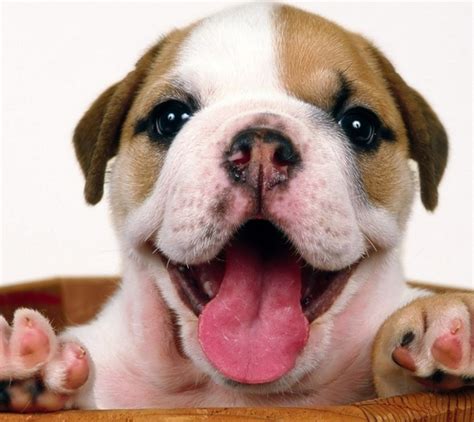 A Happy Bulldog Puppy - Pet Paw