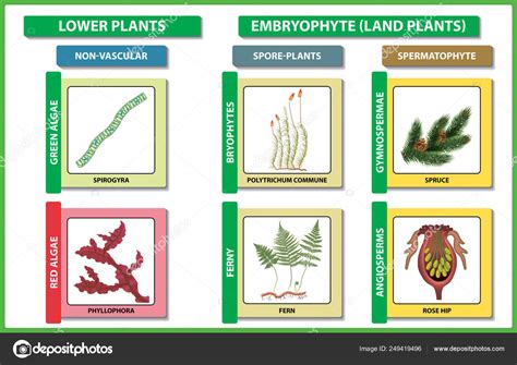 Plant classification. Diversity of living green plant divisions. Vector ...