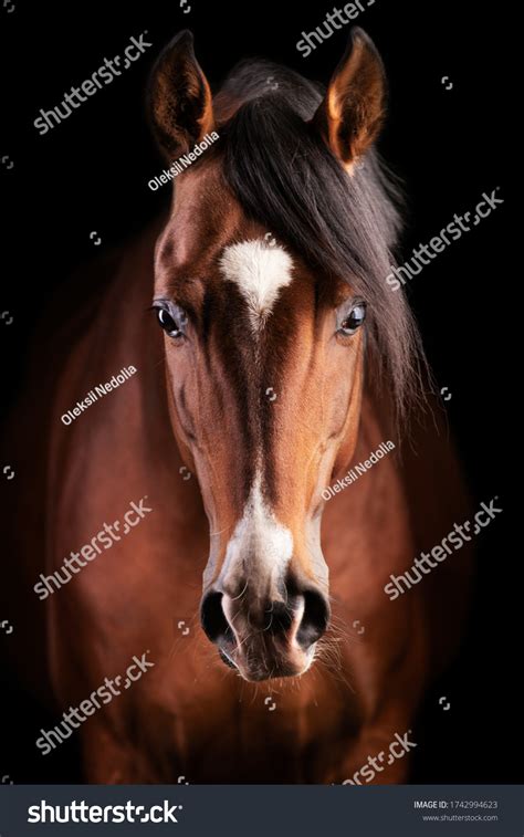 5,279 Brown Spotted Horse Images, Stock Photos & Vectors | Shutterstock