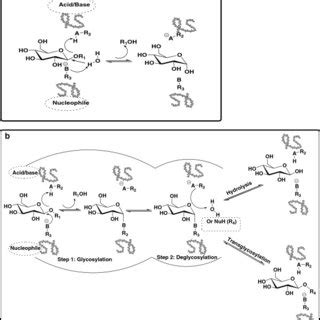 General reaction mechanism for glycosidases. (a) Inverting enzymes, (b ...