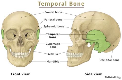 Floor Of Skull Labeled Diagram Side View | Viewfloor.co