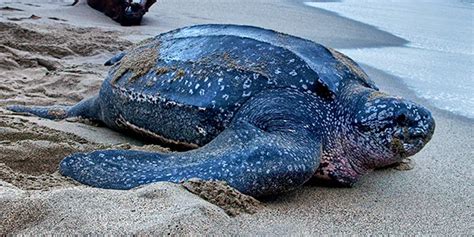 Leatherback Sea Turtle | National Wildlife Federation