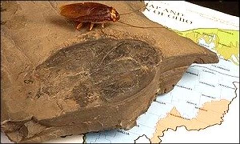 The Fascinating Truth About the World's Oldest Pests: Cockroaches ...