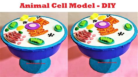 Simple 3d Animal Cell