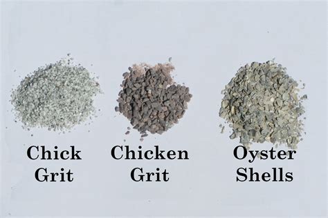 Do Your Chickens Need Grit