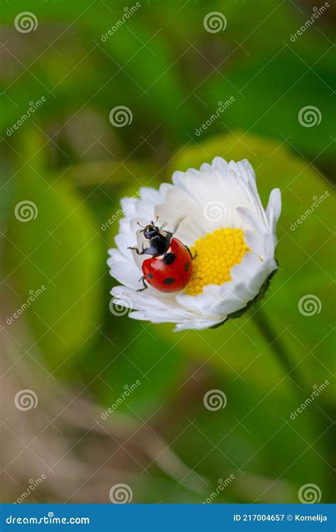 Ladybug on daisy flower stock image. Image of yellow - 217004657