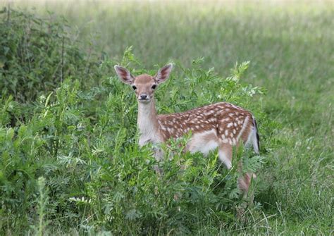 Fallow Deer Fawn Grass - Free photo on Pixabay - Pixabay