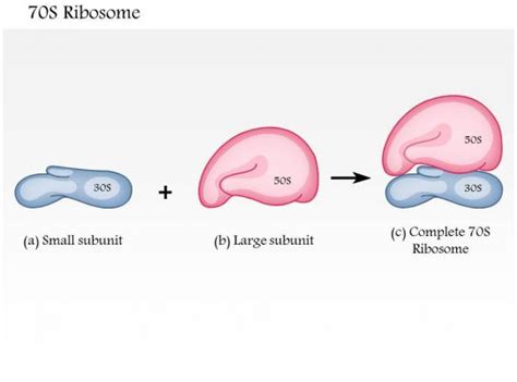 0614 70S Ribosome Medical Images For PowerPoint | PowerPoint Slide ...