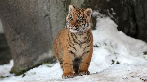 Snow Tiger Cubs Wallpaper