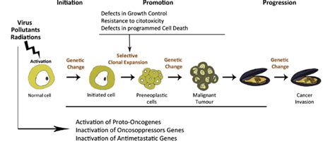 The three phases of carcinogenesis: initiation, promotion, progression ...