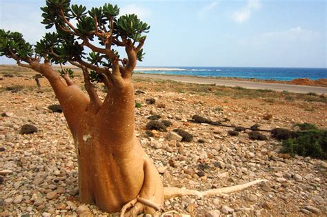 Travel to Socotra island, Yemen by Zubi Travel