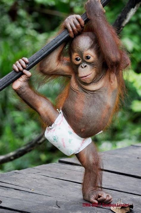 Yetim kalmış Bebek Orangutan | Cute baby monkey, Cute funny animals ...