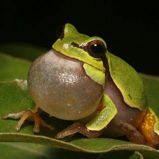 Pine Barrens Tree Frog Facts and Pictures