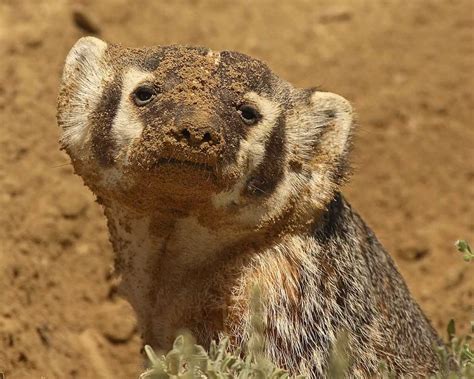 About American Badger - Behavior, Diet, Characteristics, & Facts