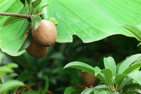 Sapote - D's Fruit Trees