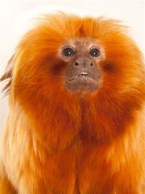 Baby Golden Lion Tamarin Monkey