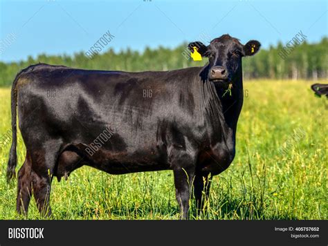 Black Angus Cattle