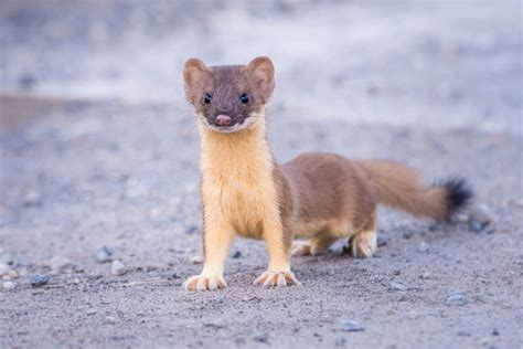 What Do Weasels Eat? (Diet & Facts)