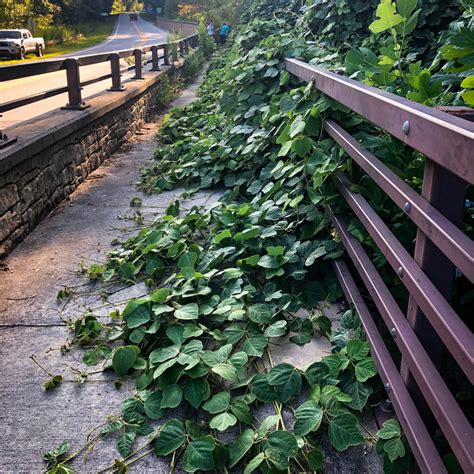 Kudzu & Invasive Species Initiative - Chattooga Conservancy