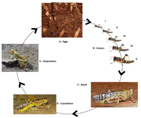 Locust Life Cycle