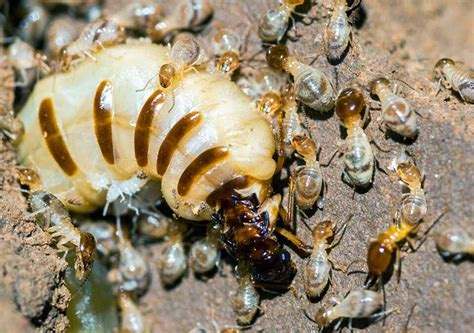 Can A Termite Colony Survive Without A Queen? – Chem Free