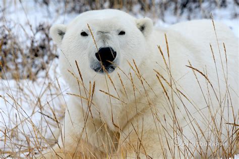 Canada Wildlife – Ramdas Iyer Photography