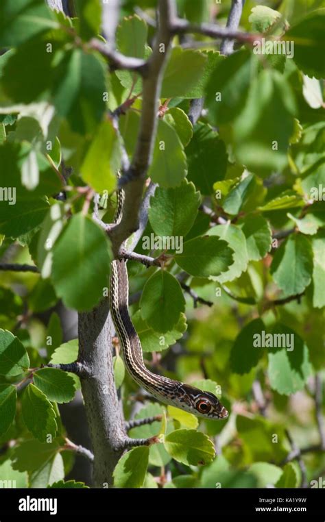 A young Desert Striped Whipsnake (Coluber taeniatus taeniatus) in ...