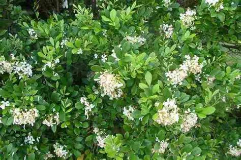 Murraya paniculata - Alchetron, The Free Social Encyclopedia