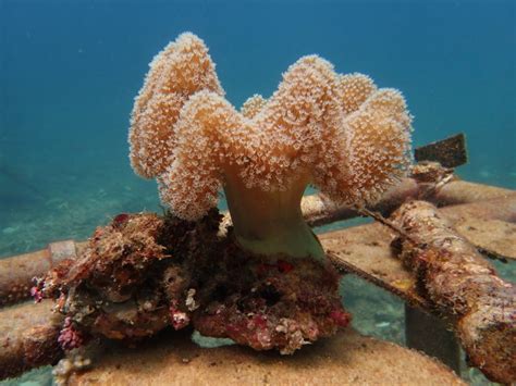 Toadstool Coral Care, Information, & Pictures - Build Your Aquarium