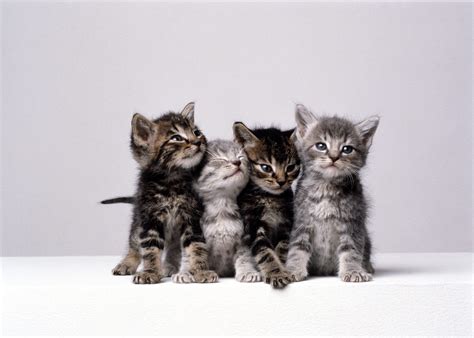 50 Cute Kittens You Need to See | The Cutest Kitten Photos Ever