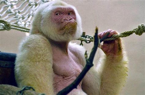 Snowflake: the Albino Gorilla Profile, Facts, Lifespan - Primates Park