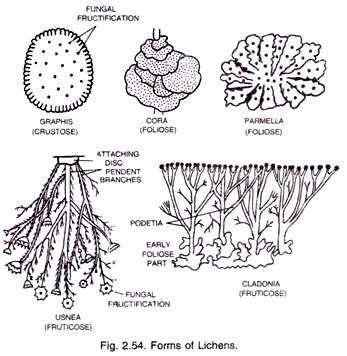 Lichens: Definition, Structure and Reproduction (With Diagram) | Lichen ...