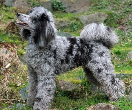 Paris Poodles- Poodles Markings. | Standard poodle, Dog breeds, Poodle ...