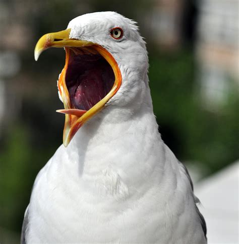 Angry Seagull : photoshopbattles