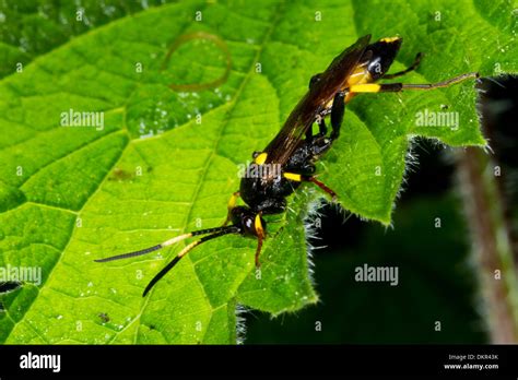 Ichneumon hi-res stock photography and images - Alamy