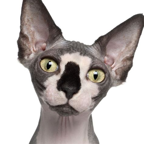 Gato Egipcio (sphynx canadiense) | Carácter, precio, tipos y curiosidades