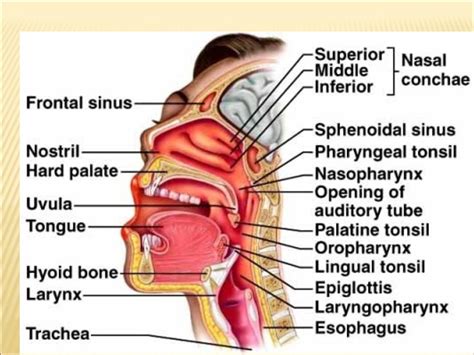 Anatomy and physiology of oral cavity oropharynx waldeyer’s