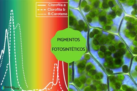 Pigmentos fotosintéticos: qué son, tipos y ejemplos - Resumen