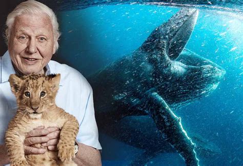 First Look At David Attenborough’s New Netflix Series Our Planet – Be ...