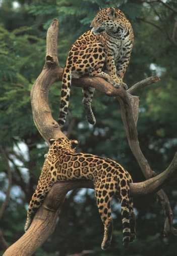 Mammals of the Rainforest | Animals ~~Group Board | Pinterest | Cat ...