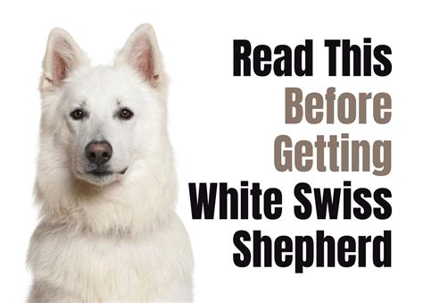 What to Think About Before Getting a White Swiss Shepherd Puppy