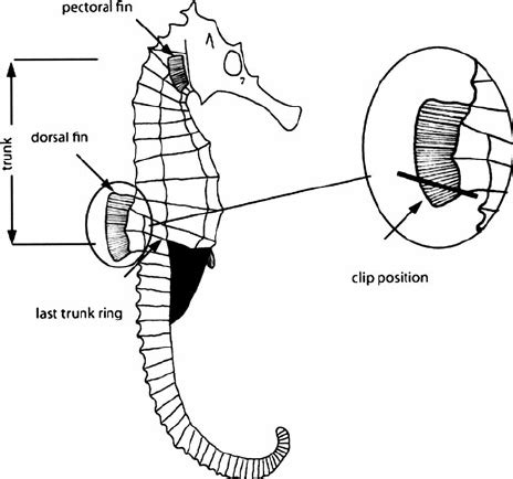 Seahorse Anatomy Diagram