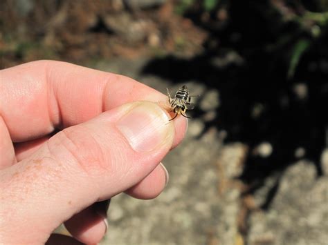 Jared's Adventure Into Beekeeping: swarm call