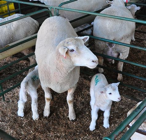 Caring for ewes and lambs during lambing – AgriOrbit