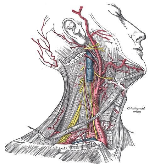 Head and neck anatomy - Wikipedia