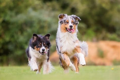 5 Best Treats for Aussie Puppies – Herding Dog Zone