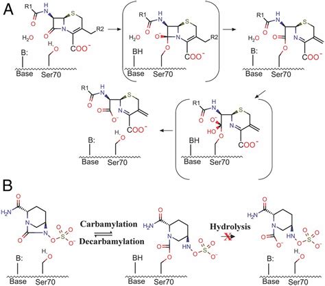 Lactam Hydrolysis